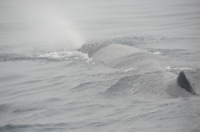 soku_04053.jpg :: 動物 哺乳類 鯨 クジラ 