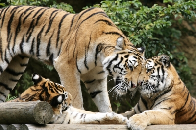 soku_04189.jpg :: 動物 哺乳類 虎 トラ 