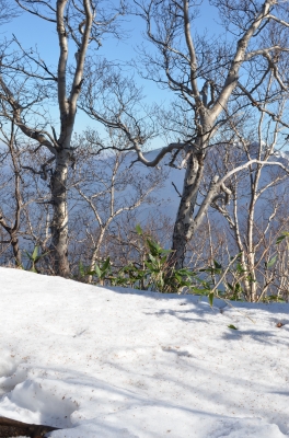 soku_04194.jpg :: 自然 風景 雪 