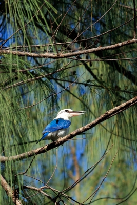 soku_04226.jpg :: 動物 鳥類 ナンヨウショウビン? white.collared kingfisher? 