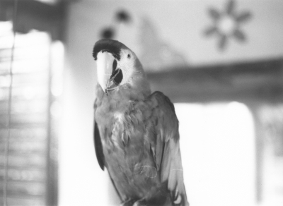 soku_04257.jpg :: 白黒 モノクロ 銀塩 フィルム 動物 鳥類 コンゴウインコ M.O 