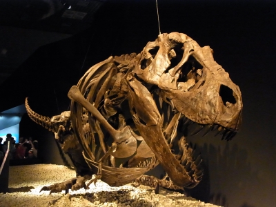 soku_04346.jpg :: 恐竜 ティラノサウルス 