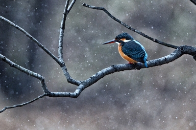 soku_04414.jpg :: 動物 鳥類 川蝉 カワセミ 良いザラザラ 雪 