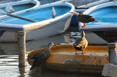 soku_04570.jpg :: 動物 鳥類 船 カルガモ 