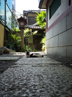 soku_04673.jpg :: 動物 哺乳類 猫 ネコ 