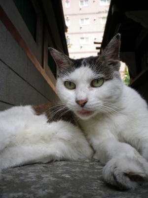 soku_04674.jpg :: 動物 哺乳類 猫 ネコ 