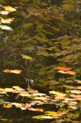 soku_04692.jpg :: 自然 風景 湖 池 紅葉 