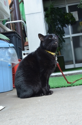 soku_04706.jpg :: 動物 哺乳類 猫 ネコ 黒猫 