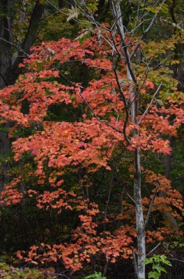 soku_04763.jpg :: 自然 風景 樹木 紅葉 