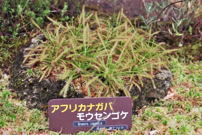 soku_04797.jpg :: 箱根湿生花園 食虫植物 モウセンゴケ 