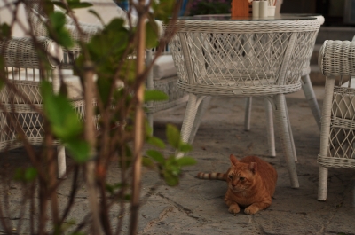 soku_05035.jpg :: Dubai 椅子 動物 哺乳類 猫 ネコ 