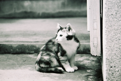 soku_05059.jpg :: 動物 哺乳類 猫 ネコ モノクロ 