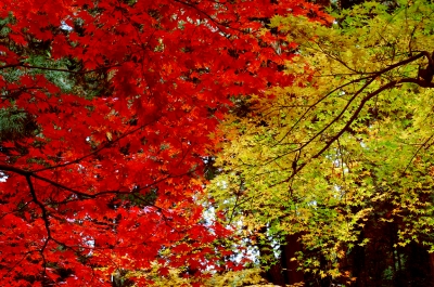 soku_05121.jpg :: 風景 自然 紅葉 山の紅葉 紅と黄 葉っぱ 