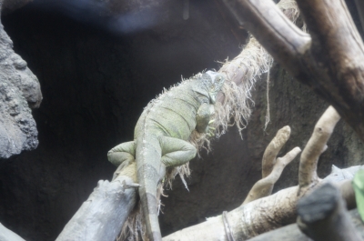 soku_05152.jpg :: 動物 爬虫類 両生類 トカゲ 
