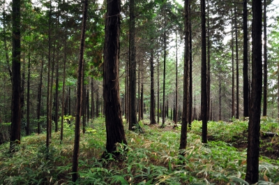 soku_05160.jpg :: 風景 自然 森林 針葉樹林 