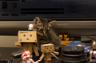 soku_05194.jpg :: あんこ 動物 哺乳類 猫 ネコ 子猫 