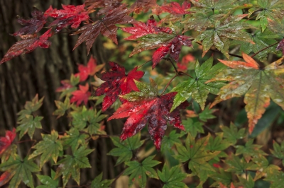 soku_05198.jpg :: 秋冬の行事 紅葉狩り 風景 自然 紅葉 蔵王 
