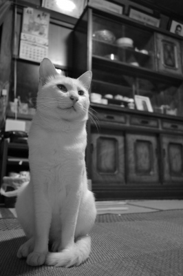 soku_05251.jpg :: 動物 哺乳類 猫 ネコ モノクロ 