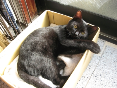 soku_05254.jpg :: 動物 哺乳類 猫 ネコ 黒猫 