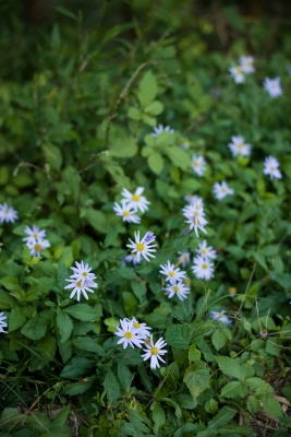 soku_05273.jpg :: 植物 花 