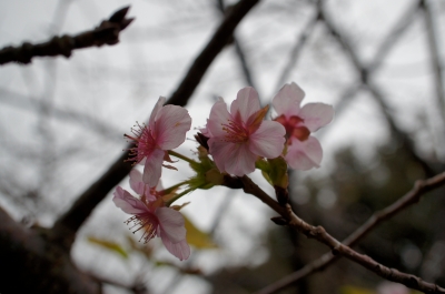 soku_05325.jpg :: 江ノ島 植物 花 桜 サクラ 季節はずれの桜 