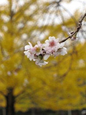 soku_05358.jpg :: PowerShotS95 風景 自然 森林 イチョウ 秩父ミューズパーク 植物 花 冬桜 