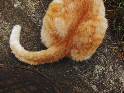 soku_05394.jpg :: PowerShotS95 動物 哺乳類 猫 ネコ 尻尾 シッポの付け根をグリグリ 