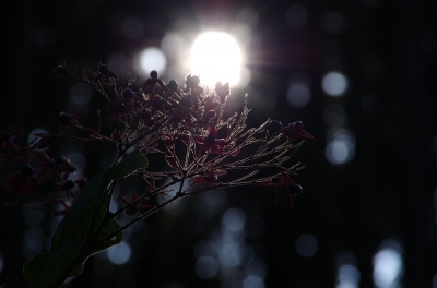 soku_05476.jpg :: 植物 花 コントラスト 光 