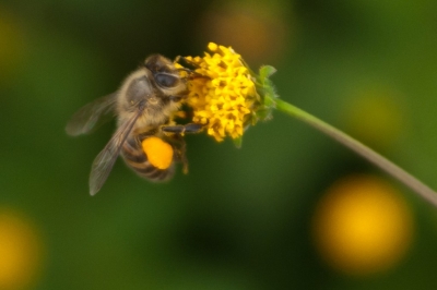 soku_05489.jpg :: 動物 虫 昆虫 蜂 ハチ 