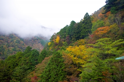 soku_05528.jpg :: 風景 自然 紅葉 山の紅葉 雲海 