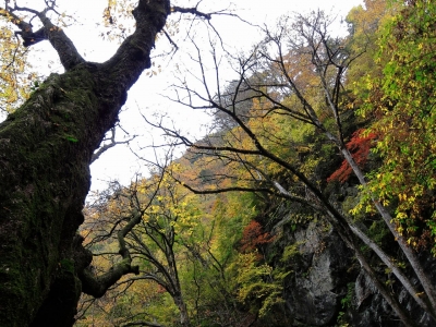 soku_05652.jpg :: PowerShotS95 風景 自然 紅葉 山の紅葉 不動滝 