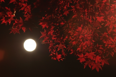 soku_05783.jpg :: 風景 自然 天体 月 紅葉 by Niigata 