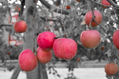 soku_05824.jpg :: ワンポイントカラー 林檎 リンゴ 