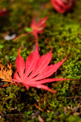 soku_05862.jpg :: 風景 自然 紅葉 赤い紅葉 