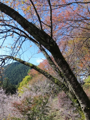 soku_05869.jpg :: PowerShotS95 風景 自然 冬桜 城峯公園 