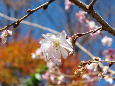 soku_05870.jpg :: PowerShotS95 風景 自然 冬桜 城峯公園 