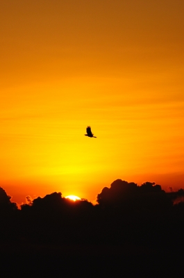 soku_05880.jpg :: 風景 自然 空 朝日 朝焼け 日の出 動物 鳥 