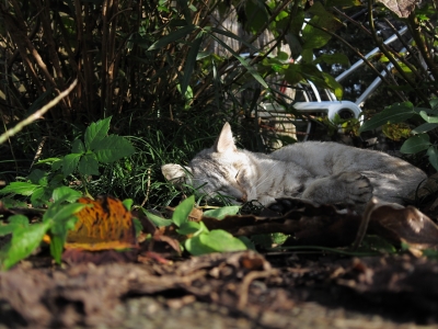 soku_05914.jpg :: PowerShotS95 動物 哺乳類 猫 ネコ ヌコ(笑) 