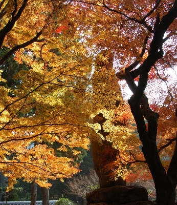 soku_05916.jpg :: 風景 自然 紅葉 寺社の紅葉 
