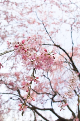 soku_05926.jpg :: 植物 花 桜 サクラ 