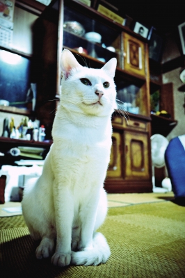 soku_05939.jpg :: 動物 哺乳類 猫 ネコ おすわり 再現像 