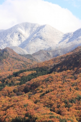 soku_05997.jpg :: 風景 自然 森林 紅葉林 風景 自然 山 雪山 