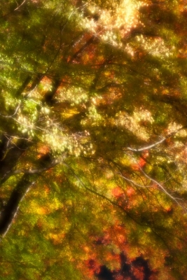 soku_06045.jpg :: 秋冬の行事 紅葉狩り 河口湖 ライトアップ 