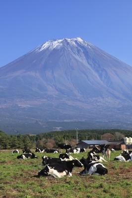 soku_06097.jpg :: 風景 自然 山 富士山 動物 家畜 乳牛 