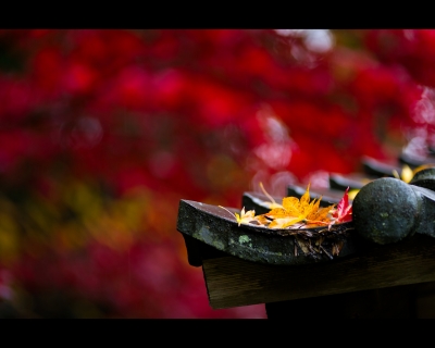 soku_06107.jpg :: 風景 自然 紅葉 赤い紅葉 瓦屋根 