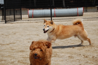 soku_06113.jpg :: 動物 哺乳類 犬 イヌ 柴犬 