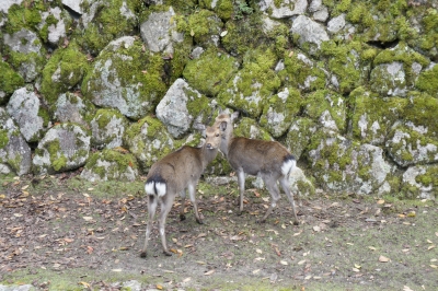 soku_06128.jpg :: 動物 哺乳類 鹿 シカ 
