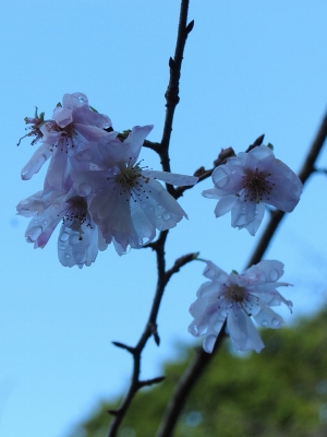 soku_06161.jpg :: PowerShotS95 風景 自然 水分 冬桜 ホワイトバランス 城峯公園 