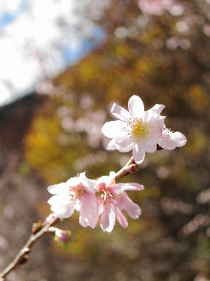 soku_06163.jpg :: PowerShotS95 風景 自然 水分 冬桜 城峯公園 紅葉 
