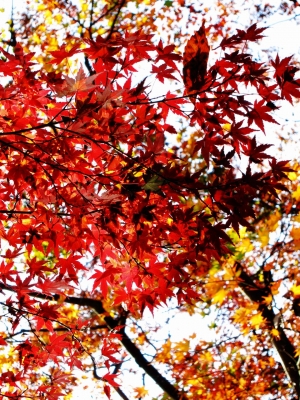 soku_06191.jpg :: PowerShotS95 風景 自然 紅葉 赤い紅葉 